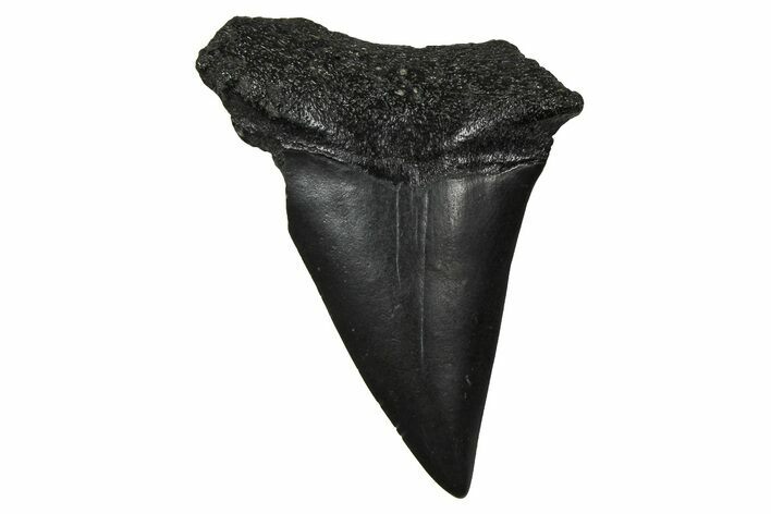 Fossil Broad-Toothed Mako Tooth - South Carolina #374777